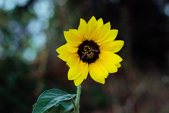 Bee pollinating sunflower by Jenni Peterson