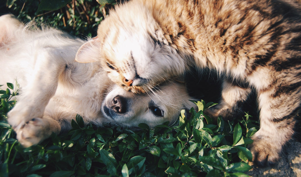 Cat And Dog Friend - Krista Mangulsone